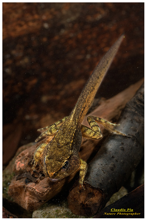  foto, rana temporaria, common frog, mating, eggs, deposizione, val d'aveto